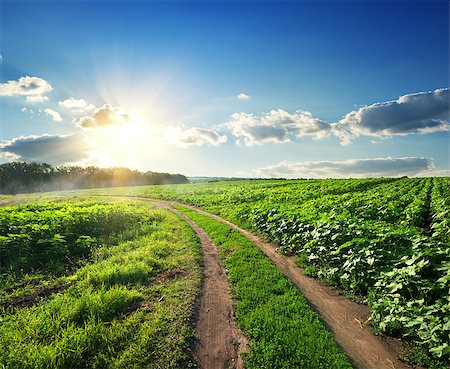 simsearch:400-07189007,k - Young sunflowers and country road at sunset Fotografie stock - Microstock e Abbonamento, Codice: 400-07661126