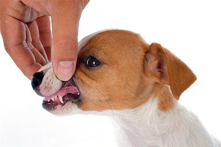 simsearch:400-07661314,k - teeth of a purebred puppy jack russel terrier in studio Photographie de stock - Aubaine LD & Abonnement, Code: 400-07661312