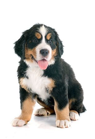 simsearch:400-07137760,k - portrait of a purebred bernese mountain dog in front of white background Stockbilder - Microstock & Abonnement, Bildnummer: 400-07661357