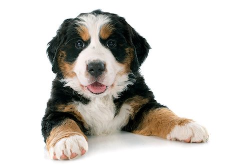 simsearch:400-07137760,k - portrait of a purebred bernese mountain dog in front of white background Stockbilder - Microstock & Abonnement, Bildnummer: 400-07661364