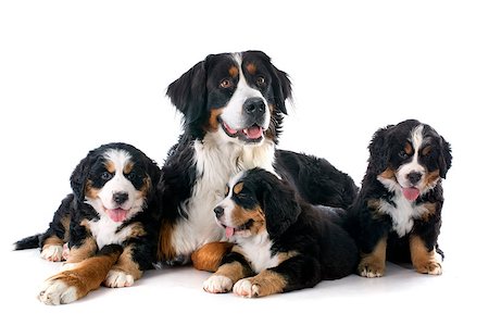 simsearch:400-07137760,k - pupies and adult bernese mountain dog in front of white background Stockbilder - Microstock & Abonnement, Bildnummer: 400-07661365