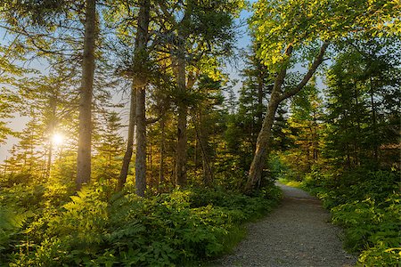 simsearch:400-08348471,k - Warren lake path (Cape Breton Highlands National Park, Canada) Stockbilder - Microstock & Abonnement, Bildnummer: 400-07661432