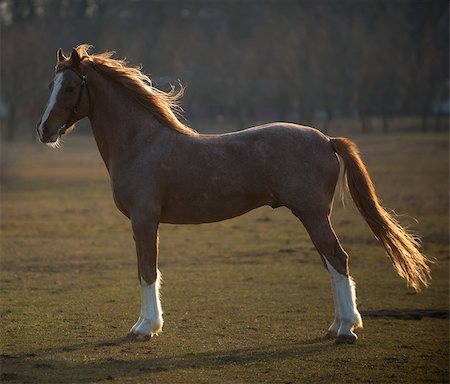 powerful of beautiful well appointed horse at sunset in a field Stock Photo - Budget Royalty-Free & Subscription, Code: 400-07661547