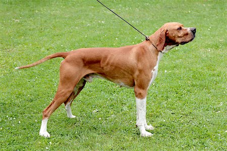simsearch:400-06557689,k - Brown pointer dog on a green grass lawn Photographie de stock - Aubaine LD & Abonnement, Code: 400-07661787