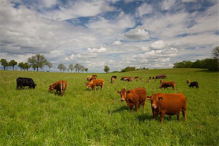 simsearch:400-07658135,k - The herd of cows eating grass on spring meadow Photographie de stock - Aubaine LD & Abonnement, Code: 400-07661793