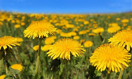 simsearch:400-07626311,k - Yellow dandelion flowers with leaves in green grass, Stock Photo - Budget Royalty-Free & Subscription, Code: 400-07661922