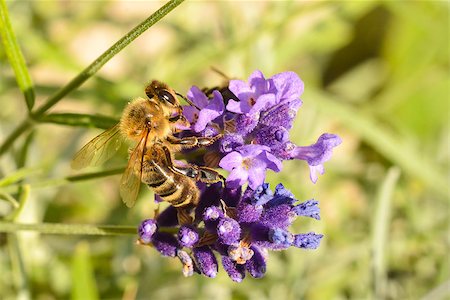 simsearch:633-02065734,k - A honeybee feeding on a lavender plant. Foto de stock - Super Valor sin royalties y Suscripción, Código: 400-07661964