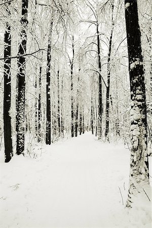 Winter park in snow Stock Photo - Budget Royalty-Free & Subscription, Code: 400-07662173