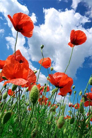 simsearch:400-07036242,k - Poppies and sky. Nature composition. Photographie de stock - Aubaine LD & Abonnement, Code: 400-07662254