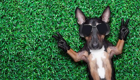 peace victory fingers dog lying on meadow with empty space beside Stock Photo - Budget Royalty-Free & Subscription, Code: 400-07662316