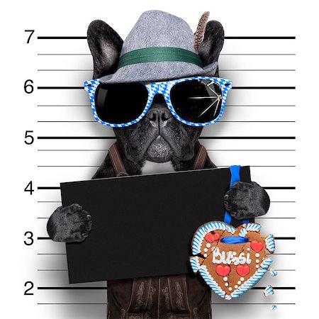 simsearch:628-05817221,k - mugshot bavarian dog with an empty blank banner Foto de stock - Super Valor sin royalties y Suscripción, Código: 400-07662311