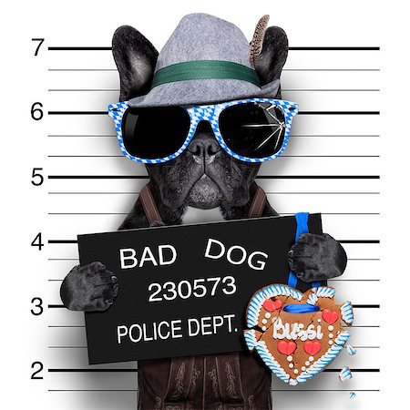 simsearch:628-05817221,k - mugshot bavarian dog with a police banner Foto de stock - Super Valor sin royalties y Suscripción, Código: 400-07662312