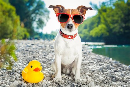 simsearch:400-08158292,k - dog with sunglasses at the beach with yellow plastic duck Fotografie stock - Microstock e Abbonamento, Codice: 400-07662320