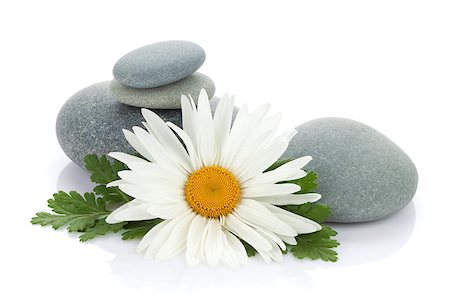 petal on stone - Daisy camomile flower and sea stones. Isolated on white background Stock Photo - Budget Royalty-Free & Subscription, Code: 400-07662612
