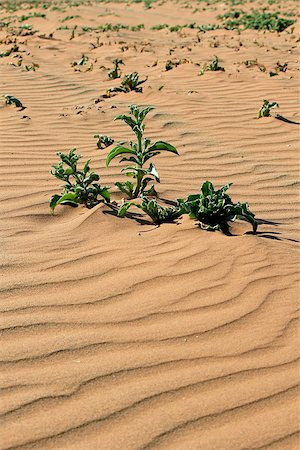 south africa and extreme - Xerophytic plant in the sandy Namib Desert. South African Plateau, Central Namibia Foto de stock - Super Valor sin royalties y Suscripción, Código: 400-07663667