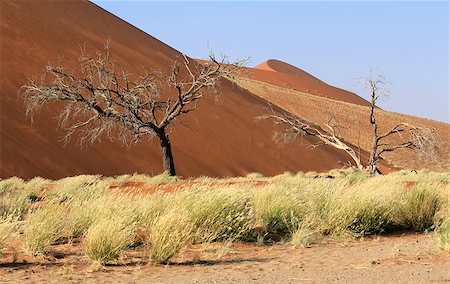 sesriem - Sossusvlei sand dunes landscape in the Nanib desert near Sesriem, Namibia Foto de stock - Super Valor sin royalties y Suscripción, Código: 400-07663661