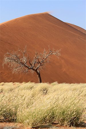 sesriem - Sossusvlei sand dunes landscape in the Nanib desert near Sesriem, Namibia Foto de stock - Super Valor sin royalties y Suscripción, Código: 400-07663663