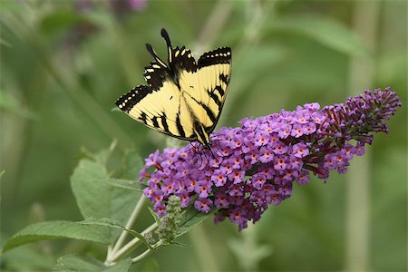 papilio glaucus - Eastern Tiger Swallowtail Butterfly Diving into the Nectar of a Purple Butterfly Bush Fotografie stock - Microstock e Abbonamento, Codice: 400-07674888
