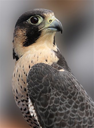 fauconnerie - Portrait of Peregrine Falcon Photographie de stock - Aubaine LD & Abonnement, Code: 400-07674889