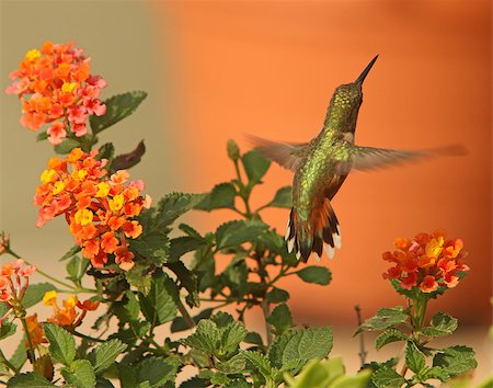 simsearch:400-06952425,k - A Rufous Hummingbird takes flight after enjoying the nectar of orange Lantana flowers. Fotografie stock - Microstock e Abbonamento, Codice: 400-07674890