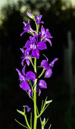 delphinium - evening flowers delphinium Fotografie stock - Microstock e Abbonamento, Codice: 400-07674909