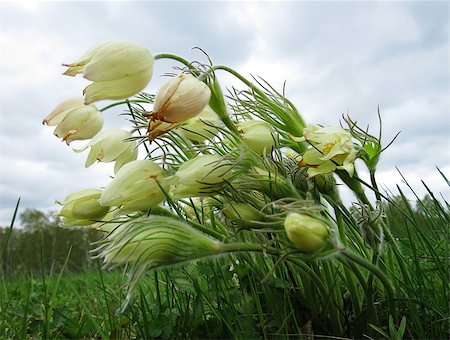 Much beautiful colours grows in steppe Altaya Photographie de stock - Aubaine LD & Abonnement, Code: 400-07675729