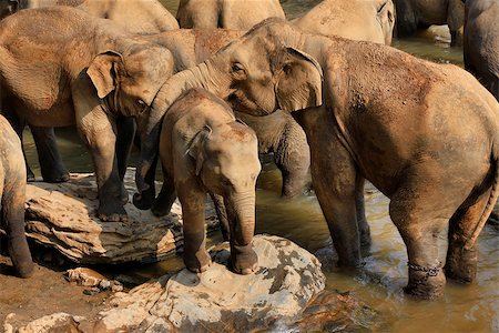 Family of Indian elephants. Pinnawela Elephant Orphanage on Sri Lanka Stock Photo - Budget Royalty-Free & Subscription, Code: 400-07675759