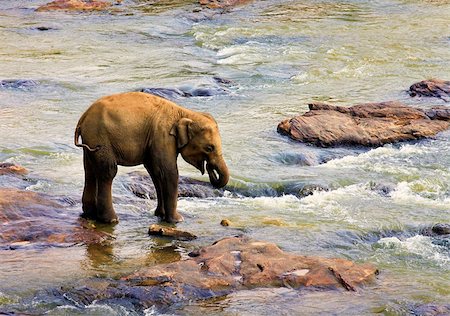 Small Indian elephant. Pinnawela Elephant Orphanage on Sri Lanka Stock Photo - Budget Royalty-Free & Subscription, Code: 400-07675767
