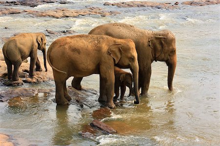 Family of Indian elephants. Pinnawela Elephant Orphanage on Sri Lanka Stock Photo - Budget Royalty-Free & Subscription, Code: 400-07675768