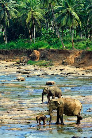 Family of Indian elephants. Pinnawela Elephant Orphanage on Sri Lanka Stock Photo - Budget Royalty-Free & Subscription, Code: 400-07675769