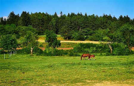 simsearch:862-07690007,k - Nice landscape or farmland with a horse Fotografie stock - Microstock e Abbonamento, Codice: 400-07676055