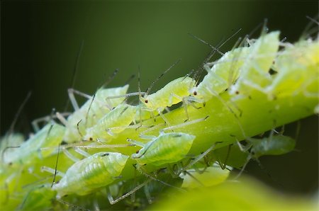 Infestation of Aphids on a morning glory plant Stock Photo - Budget Royalty-Free & Subscription, Code: 400-07676524