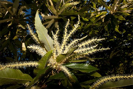 photojope (artist) - Chestnut flowers and leafs in a branch of the tree in springtime. Photographie de stock - Aubaine LD & Abonnement, Code: 400-07676530