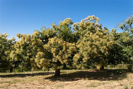 simsearch:400-07577622,k - Chestnut tree in the mount blooming in spring. Photographie de stock - Aubaine LD & Abonnement, Code: 400-07676531