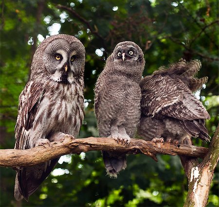 An adult owl and two young owls. Great grey owl Stock Photo - Budget Royalty-Free & Subscription, Code: 400-07676548