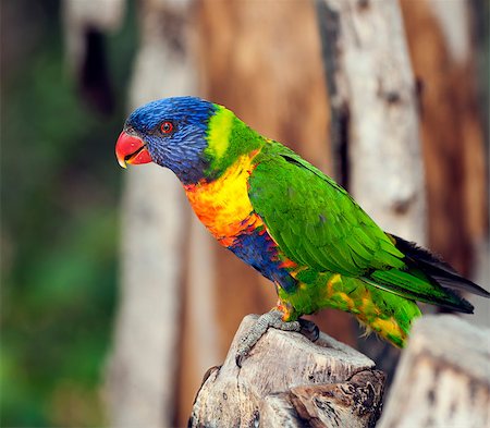 simsearch:400-07631583,k - A rainbow lorikeet sitting on a branch Foto de stock - Super Valor sin royalties y Suscripción, Código: 400-07676550