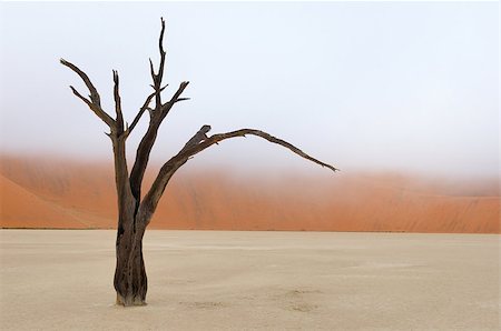 Tree skeleton at Deadvlei near Sossusvlei, Namibia Photographie de stock - Aubaine LD & Abonnement, Code: 400-07676629