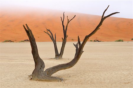 Tree skeletons at Deadvlei near Sossusvlei, Namibia Photographie de stock - Aubaine LD & Abonnement, Code: 400-07676630