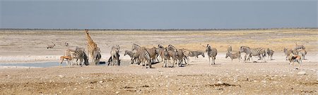 Giraffe, Springbok, Oryx (Gemsbok) and zebras at Nebrownii in the Etosha National Park, Namibia Foto de stock - Super Valor sin royalties y Suscripción, Código: 400-07676632