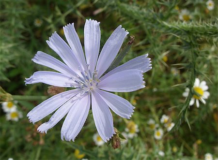 succory - Flower herb Stock Photo - Budget Royalty-Free & Subscription, Code: 400-07676662