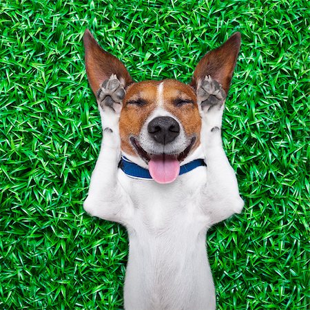 simsearch:400-08159205,k - dog lying on grass with silly crazy dumb expression on face sticking out tongue and laughing out loud Stock Photo - Budget Royalty-Free & Subscription, Code: 400-07676679