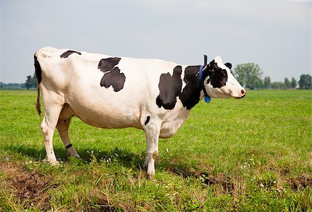 simsearch:400-07676838,k - Dutch cow in the meadow Stock Photo - Budget Royalty-Free & Subscription, Code: 400-07676839