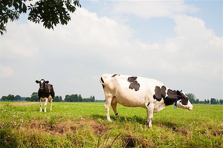 simsearch:400-07676838,k - Dutch cows in the meadow Stock Photo - Budget Royalty-Free & Subscription, Code: 400-07676840