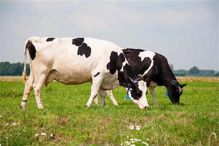 simsearch:400-07676838,k - Dutch cows in the meadow Stock Photo - Budget Royalty-Free & Subscription, Code: 400-07676841