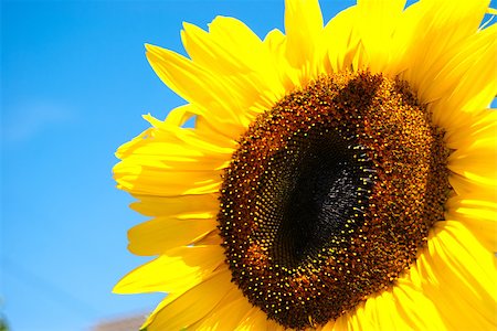 sgabby2001 (artist) - Close up of a sunflower Stock Photo - Budget Royalty-Free & Subscription, Code: 400-07677225