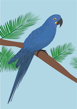 simsearch:400-03936936,k - Blue parrot. For you design Photographie de stock - Aubaine LD & Abonnement, Code: 400-07677359