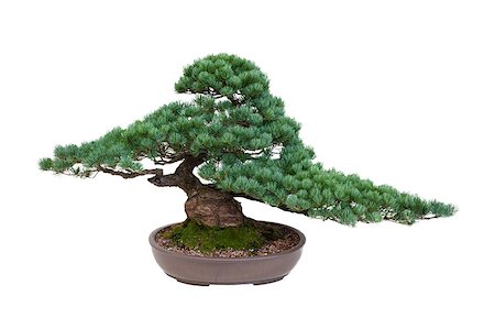 japanese white pine bonsai tree isolated Stock Photo - Budget Royalty-Free & Subscription, Code: 400-07677854