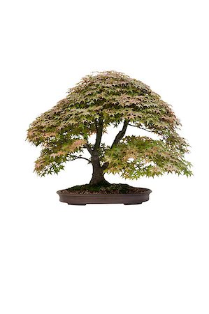 japanese maple acer palmatum deshojo bonsai tree isolated Stock Photo - Budget Royalty-Free & Subscription, Code: 400-07677855