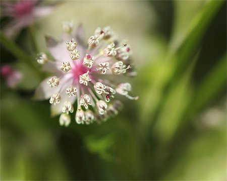 simsearch:400-07676525,k - Sensitive white flower opening in spring green garden Stockbilder - Microstock & Abonnement, Bildnummer: 400-07678206