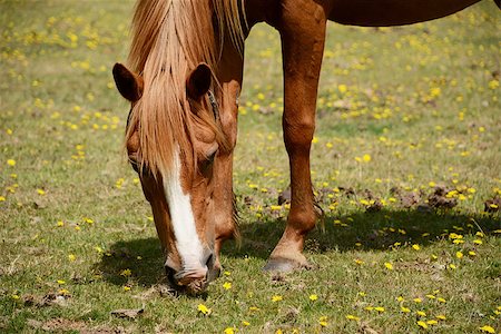 sarahdoow (artist) - Closeup of chestnut pony in the New Forest grazing on grass Stock Photo - Budget Royalty-Free & Subscription, Code: 400-07678301